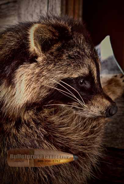 Raccoon by Bulletproof Taxidermy- Melville, SK - Canada
