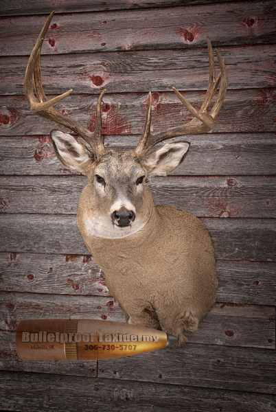 Whitetail Deer Shoulder Mount by Bulletproof Taxidermy- Melville, SK - Canada