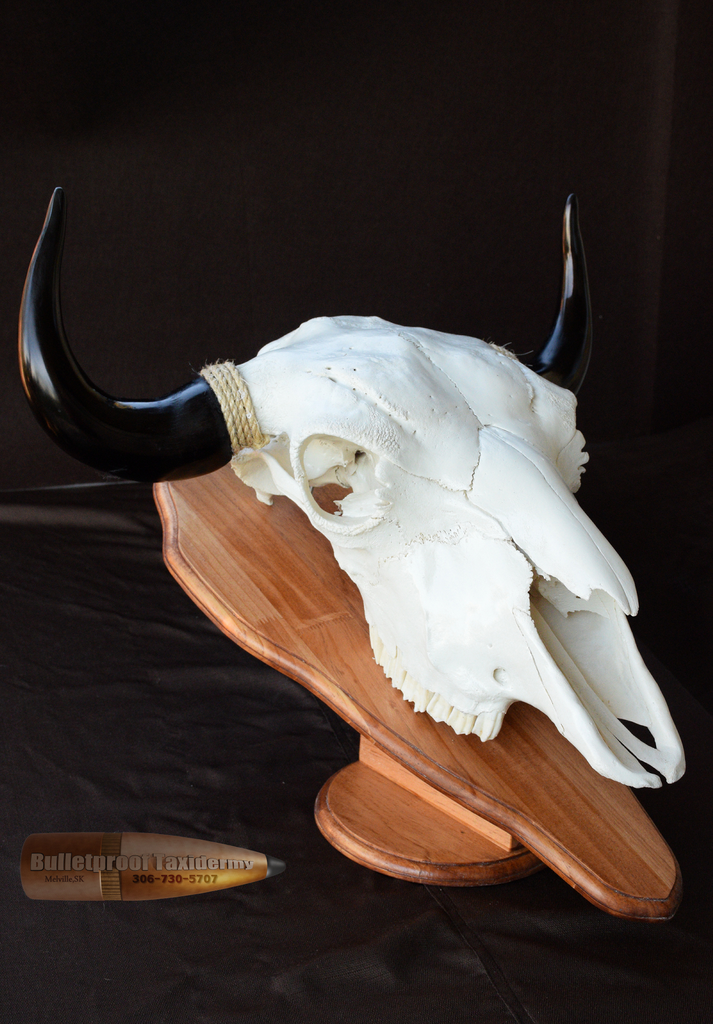 Bison Skull by Bulletproof Taxidermy- Melville, SK - Canada