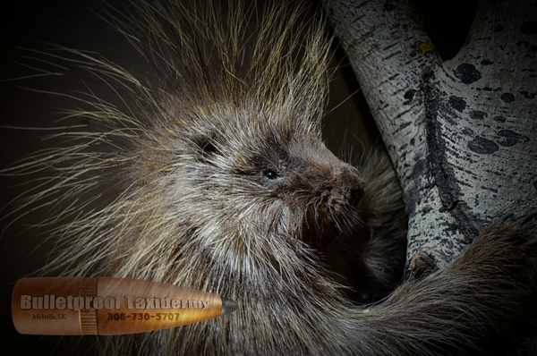 Porcupine by Bulletproof Taxidermy- Melville, SK - Canada