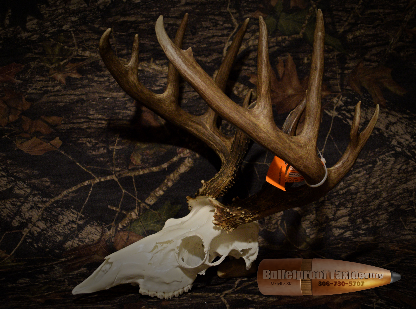 Whitetail Euro by Bulletproof Taxidermy- Melville, SK - Canada