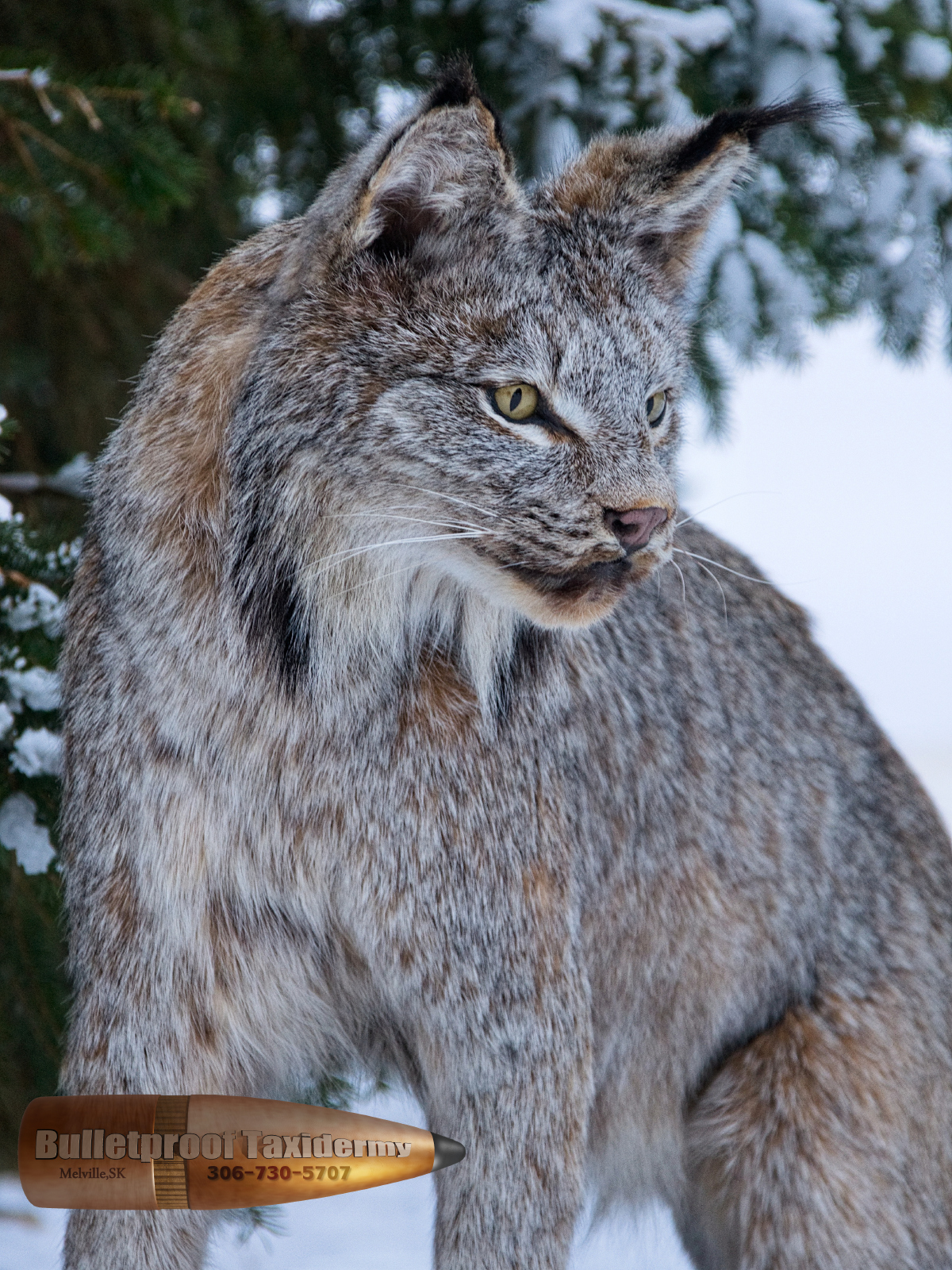 Lynx by Bulletproof Taxidermy- Melville, SK - Canada