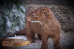 Mink by Bulletproof Taxidermy- Melville, SK - Canada