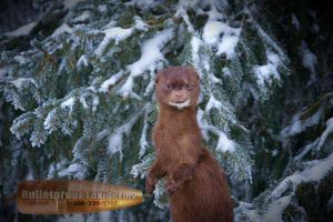 Mink by Bulletproof Taxidermy- Melville, SK - Canada