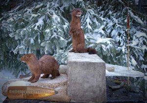Mink in Habitat by Bulletproof Taxidermy- Melville, SK - Canada