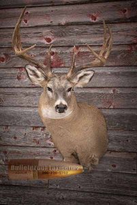 Whitetail Deer Shoulder Mount by Bulletproof Taxidermy- Melville, SK - Canada