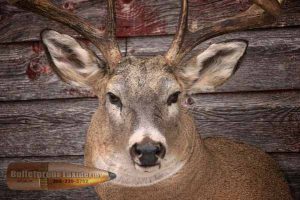 Whitetail Deer Shoulder Mount by Bulletproof Taxidermy- Melville, SK - Canada