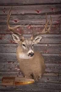 Whitetail Deer Shoulder Mount by Bulletproof Taxidermy- Melville, SK - Canada