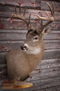Whitetail Deer Shoulder Mount by Bulletproof Taxidermy- Melville, SK - Canada