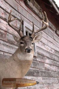 Whitetail Deer Shoulder Mount by Bulletproof Taxidermy- Melville, SK - Canada