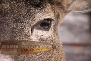 Whitetail Deer Eye Detail by Bulletproof Taxidermy- Melville, SK - Canada