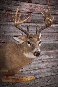 Whitetail Deer Shoulder Mount by Bulletproof Taxidermy- Melville, SK - Canada