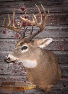 Whitetail Deer Shoulder Mount by Bulletproof Taxidermy- Melville, SK - Canada