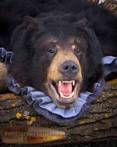 Bear Rug by Bulletproof Taxidermy- Melville, SK - Canada