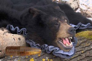 Bear Rug by Bulletproof Taxidermy- Melville, SK - Canada
