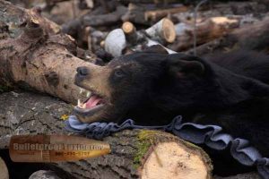Bear Rug by Bulletproof Taxidermy- Melville, SK - CanadaBear Rug by Bulletproof Taxidermy- Melville, SK - Canada