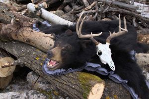 Bear Rug by Bulletproof Taxidermy- Melville, SK - Canada