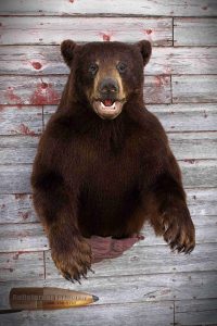 Half Bear by Bulletproof Taxidermy- Melville, SK - Canada