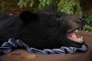 Bear Rug by Bulletproof Taxidermy- Melville, SK - Canada