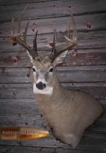 Whitetail Deer by Bulletproof Taxidermy- Melville, SK - Canada