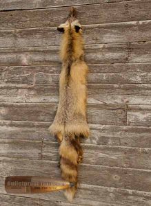 Fox by Bulletproof Taxidermy- Melville, SK - Canada