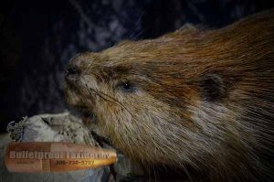Beaver by Bulletproof Taxidermy- Melville, SK - Canada