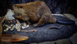 Beaver by Bulletproof Taxidermy- Melville, SK - Canada