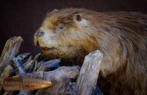 Beaver by Bulletproof Taxidermy- Melville, SK - Canada