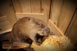 Beaver by Bulletproof Taxidermy- Melville, SK - Canada