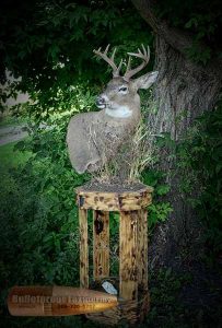 Whitetail Shoulder Mount by Bulletproof Taxidermy- Melville, SK - Canada