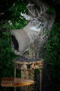 Whitetail Shoulder Mount by Bulletproof Taxidermy- Melville, SK - Canada