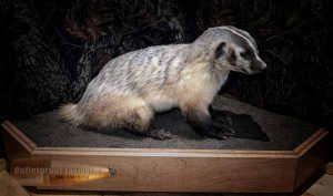 Badger by Bulletproof Taxidermy- Melville, SK - Canada