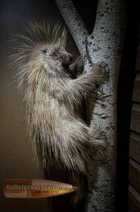 Porcupine by Bulletproof Taxidermy- Melville, SK - Canada