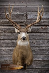 Mule Deer by Bulletproof Taxidermy- Melville, SK - Canada